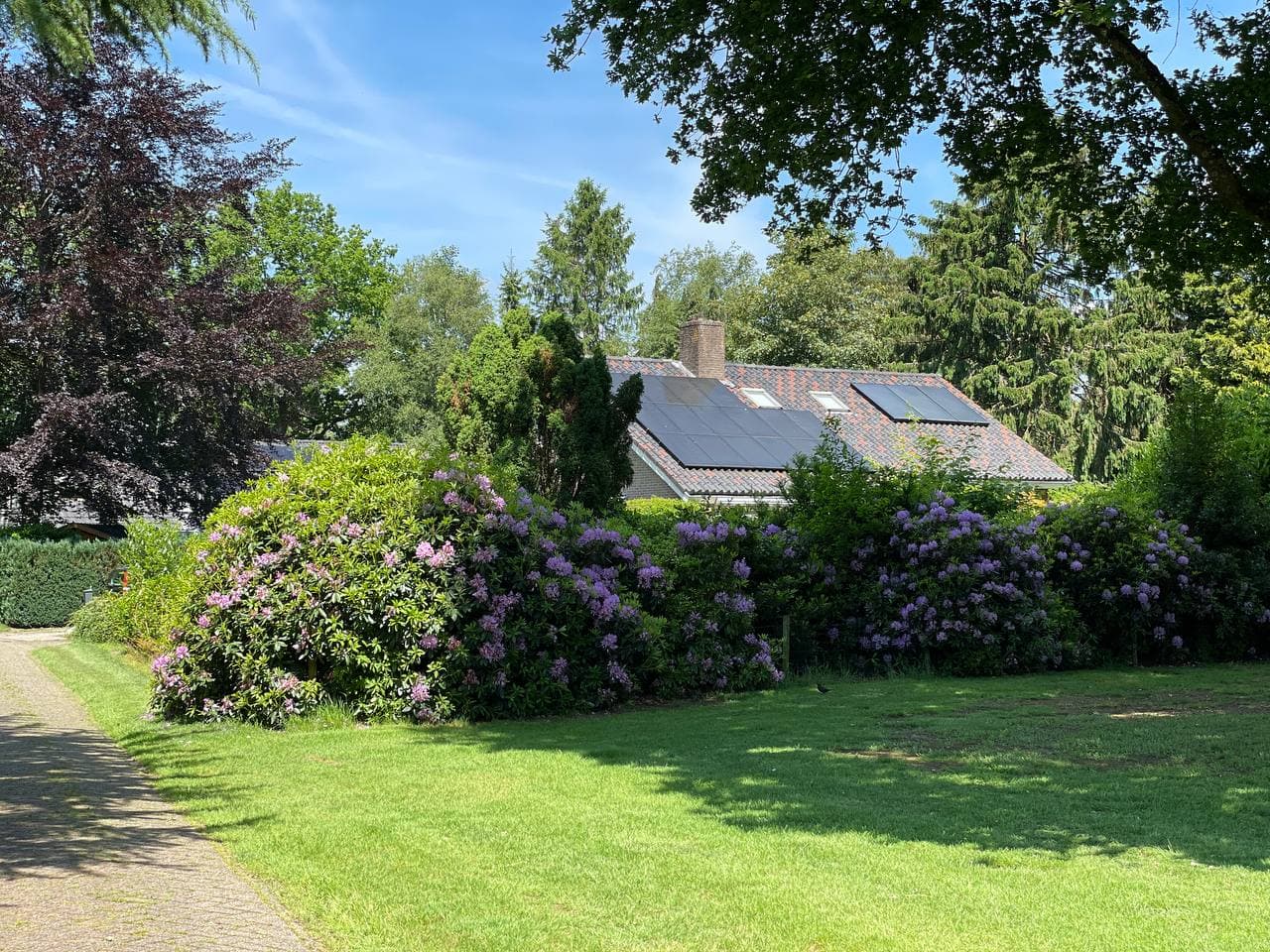 Woning met zonnepanelen omringd door bloeiende rhododendrons